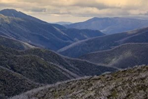 Images Dated 21st November 2008: Mountain Ranges around Mt. Hotham Alpine Resort - with windswept snow gums damaged by wildfires