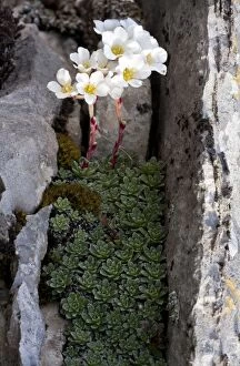 Images Dated 12th April 2012: Mountain Saxifrage - on limestone at Vikos Gorge