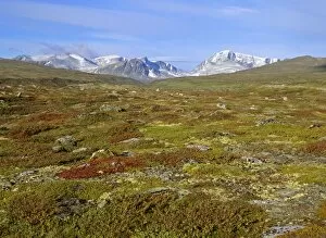 Images Dated 26th February 2008: Mountain scenery - colourful autumn tundra with snow-covered mountain called Snohetta