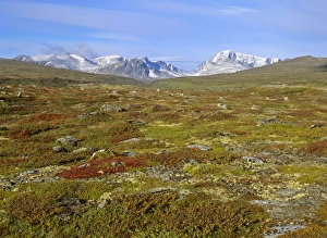 Images Dated 26th February 2008: Mountain scenery - colourful autumn tundra with snow-covered mountain called Snohetta