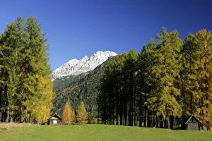 Shed Prints: Mountain scenery fall coloured larches and mountains Mieminger Plateau, Alps, Austria