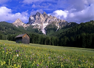 Images Dated 8th March 2007: Mountain scenery with flowering meadow and hut near Praga di fuori Nationalpark Fennes-Prags