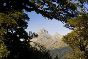 Mountain scenery peak of a mountain seen through a window of Southern Beeches heavily covered with moss and lichen Fjordland National Park, South Island, New Zealand