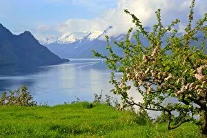 Mountain scenery - stunning view of snow-covered mountains, fjord and flowering apple trees in spring
