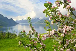 Mountain scenery stunning view of snow-covered mountains, fjord and flowering apple trees in spring Lofthus, Sognefjord, Westnorway, Norway