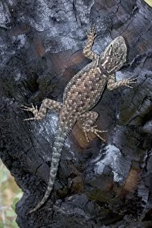 Mountain Spiny Lizard - On log burned by forest fire - Recolonizing