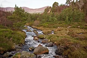Streams Prints: Mountain stream - Cairngorm NP - Scotland