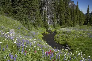 Paintbrush Prints: Mountain Stream running through flower filled subalpine meadows Berkeley Park