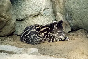 Mountain Tapir