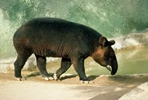 Mountain Tapir