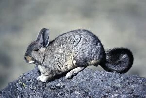 Images Dated 19th May 2008: Mountain Viscacha Range: Altiplano (Highlands) of Southern Peru, Bolivia, Chile