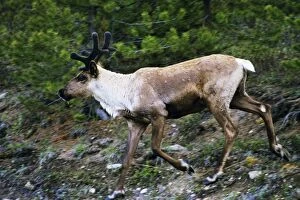 Images Dated 2nd August 2005: Mountain / Woodland Caribou / Reindeer - bull Jasper National Park, North America. June. MJ123