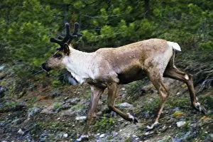 Grazer Prints: Mountain / Woodland Caribou / Reindeer - bull Jasper National Park