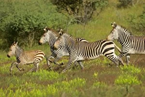 Mountain Zebra herd with foal galloping through savannah