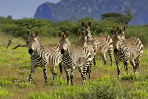 Bush Prints: Mountain Zebra herd in savanna Namibia, Africa