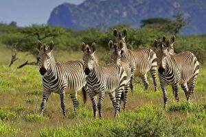 Mountain Zebra - herd in savannah