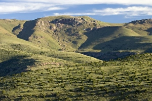 Images Dated 1st February 2006: Mountain Zebra National Park - Evening light, Eastern Cape, South Africa