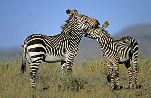 Images Dated 7th April 2008: Mountain Zebras - Mother and baby - South Africa - IUCN Endangered