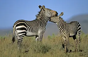 Mountain Zebras - Mother and baby - South Africa - IUCN Endangered