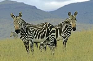 Images Dated 7th April 2008: Mountain Zebras - South Africa - IUCN Endangered