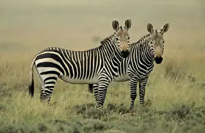 Zebras Prints: Mountain Zebras - Two together