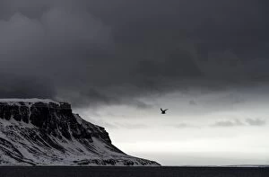 Mountains and Coastline with Gull in flight