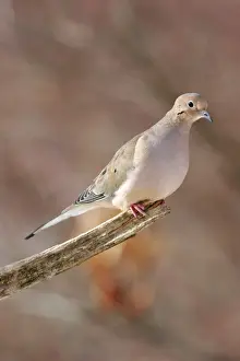 Mourning Dove