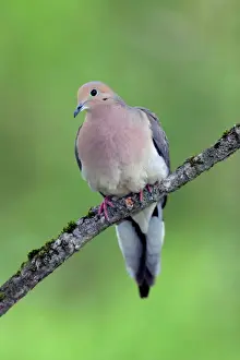 Doves Prints: Mourning Dove