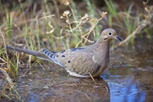 Images Dated 13th November 2007: Mourning Dove - Bathing in temporary pool - The common wild dove - Eats seed-waste grain