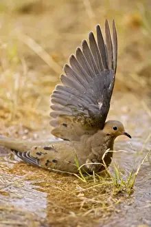 Mourning Dove - Bathing in temporary pool - The common wild dove - Eats seed-waste grain - fruits-insects - Plump fast-flying birds with small heads and low-cooing voices - Nods their heads as they walk. Sonoran desert Arizona USA