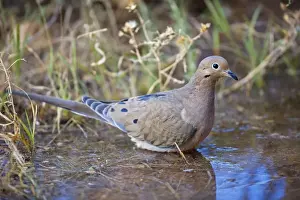 Mourning Dove - Bathing in temporary pool - The common wild dove - Eats seed-waste grain - fruits-insects - Plump fast-flying birds with small heads and low-cooing voices - Nods their heads as they walk. Sonoran desert Arizona USA