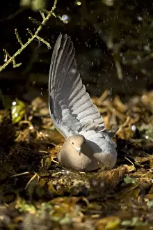 Mourning Dove - The common wild dove in North America - Eats seed-waste grain - fruits-insects - Plump fast-flying birds with small heads and low-cooing voices - Nods their heads as they walk. Arizona, USA