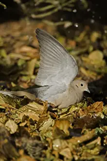 Mourning Dove - The common wild dove in North America - Eats seed-waste grain - fruits-insects - Plump fast-flying birds with small heads and low-cooing voices - Nods their heads as they walk. Arizona, USA