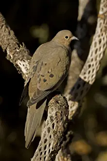 Mourning Dove - The common wild dove in North America - Eats seed-waste grain - fruits-insects - Plump fast-flying birds with small heads and low-cooing voices - Nods their heads as they walk. Arizona, USA