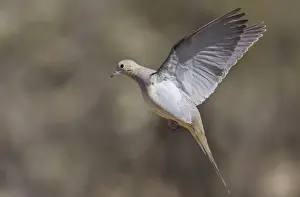 Doves Prints: Mourning Dove - in flight - Southeast Arizona in March - USA