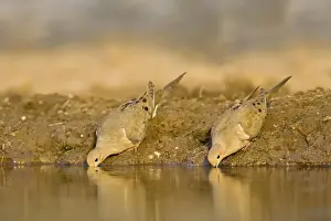 Mourning Dove South Texas