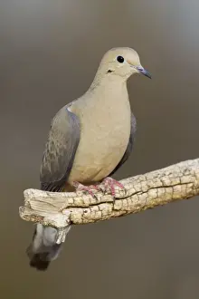 Mourning Dove - Southeast Arizona in March - USA