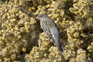 Patagonia Prints: Mourning Sierra Finch, Female - Feeding on seeds of Quilimbay (Chuquiraga avellanedae; Fam)