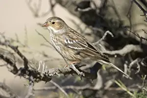 Mourning Sierra Finch, Female Range: Peru to Argentina. Photographed in Patagonia, Argentina