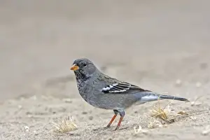 Mourning Sierra-finch. Punta Norte - Valdes peninsula - Argentina