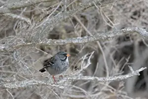 Mourning Sierra-finch. Punta Norte - Valdes peninsula - Argentina