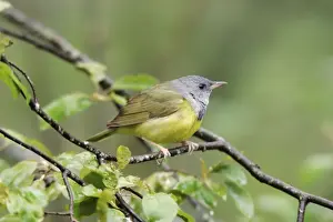 Mourning Prints: Mourning Warbler Connecticut, USA