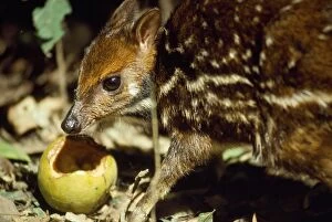 Images Dated 1st March 2011: Mouse Deer / Water Chevrotain - eating fruit dropped by monkeys - Gola forest West Africa