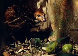 Deer Prints: Mouse Deer / Water Chevrotain eating fruit dropped by monkeys - Gola Forest - West Africa