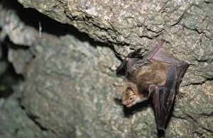 Images Dated 22nd April 2008: Mouse-eared Bat in a cave, september - Swiss Jura, Switzerland
