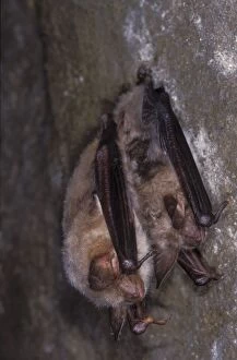 Images Dated 9th November 2011: Mouse-eared Bat - with Daubenton's Bat (Myotis Daubentonii) - hibernation at cave - The Ardennes