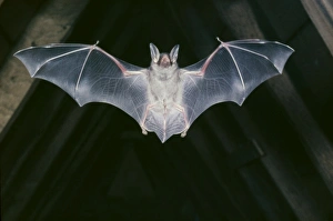 Images Dated 8th November 2010: Mouse-eared Bat - in flight