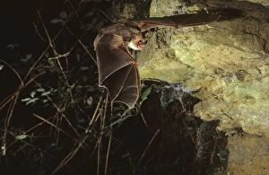 Mouse-eared bat flying into a cave (old iron mine) post breeding season (end of august)