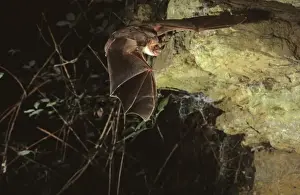 Mouse Eared Prints: Mouse eared bat flying into a cave ( old iron mine) post breading season ( end of august) French jura