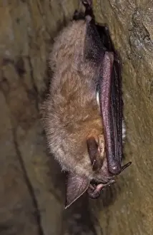 Hibernating Prints: Mouse-eared Bat - hibernation at cave - the Ardennes - Belgium